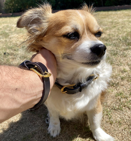 Friendship Collar (Dog Collar / Bracelet)