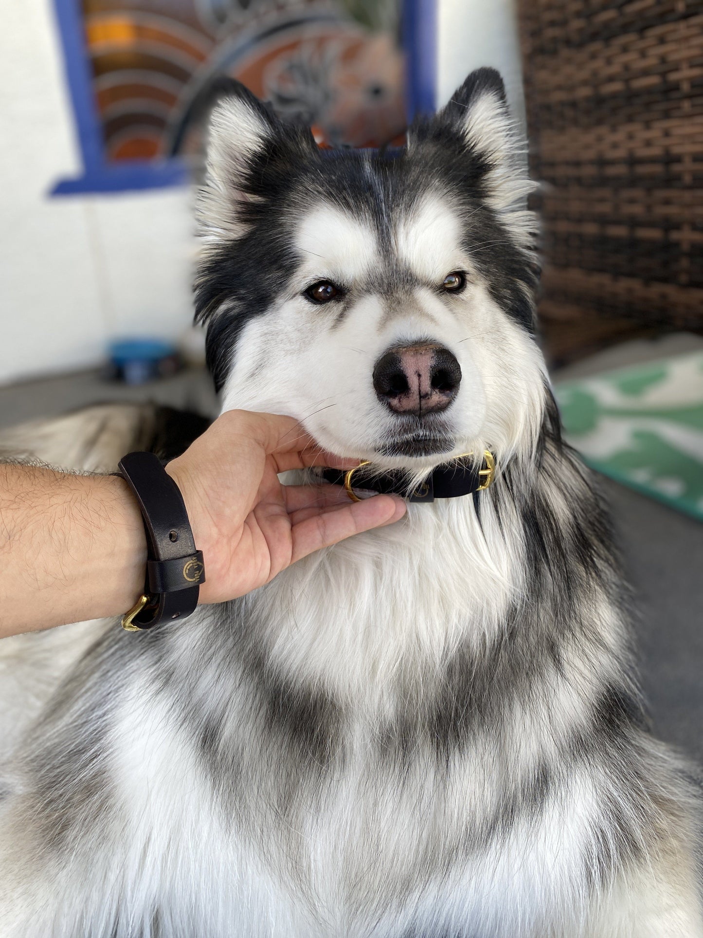 Friendship Collar (Dog Collar / Bracelet)