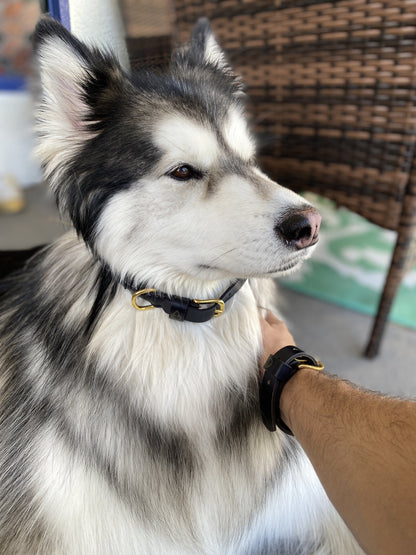 Friendship Collar (Dog Collar / Bracelet)